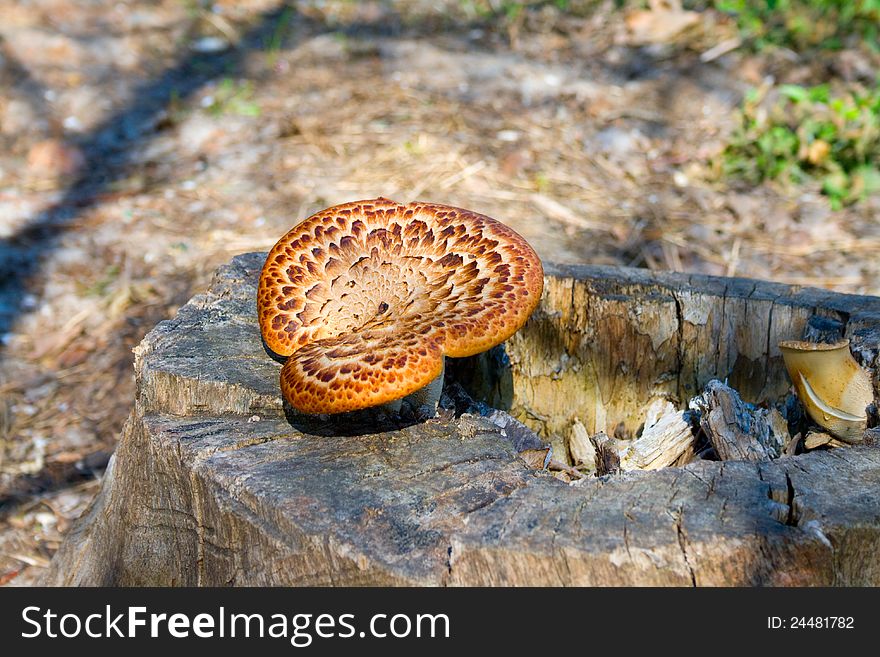 Mushrooms are growing on a stump.