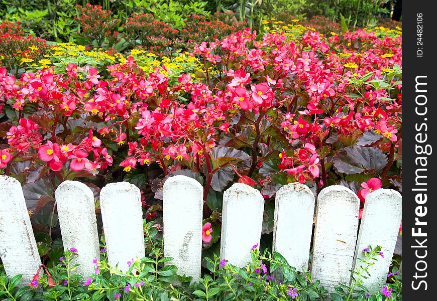 White Fence and Colorful Flowers in garden. White Fence and Colorful Flowers in garden