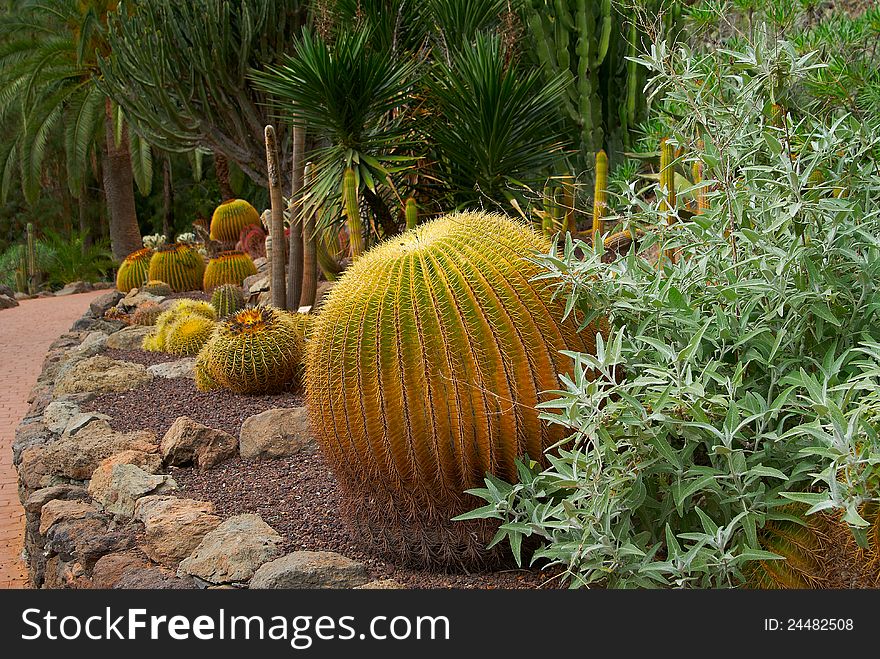 Round Prickly Cactus On The Dry Soil