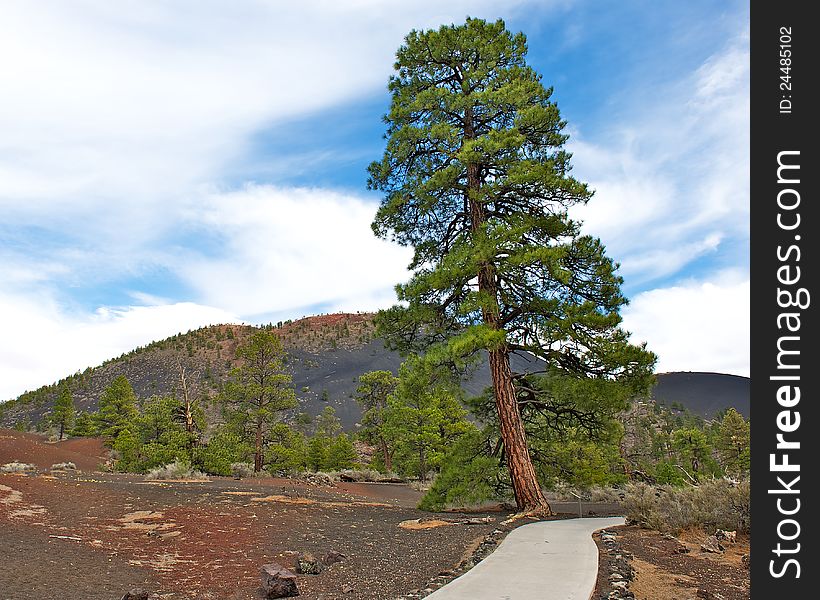 Lone Tree at Sunset Crater National Park.