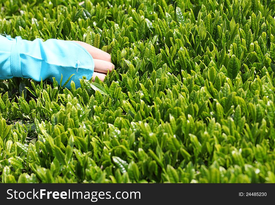 Woman picks in tea leaves of tea field. Woman picks in tea leaves of tea field