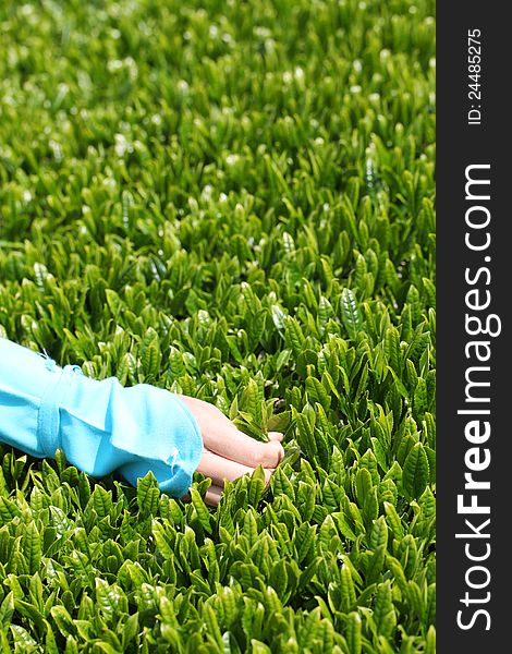 Woman picks in tea leaves of tea field. Woman picks in tea leaves of tea field