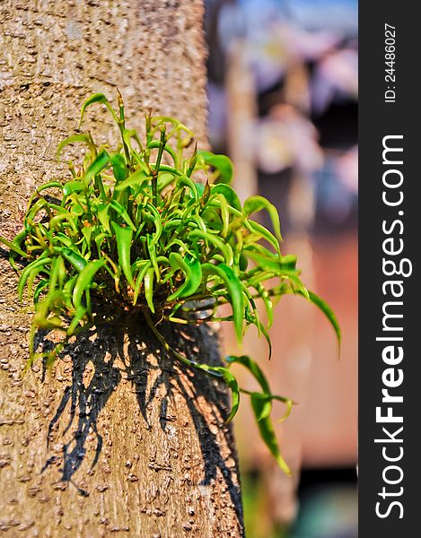 A growth leafs of plants in rainy season