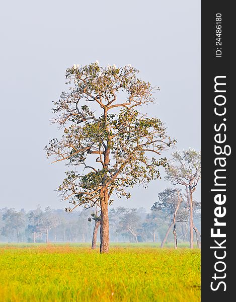 The white birds on the big tree with rice field