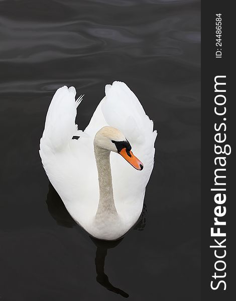 Elegant white swan swimming in the water