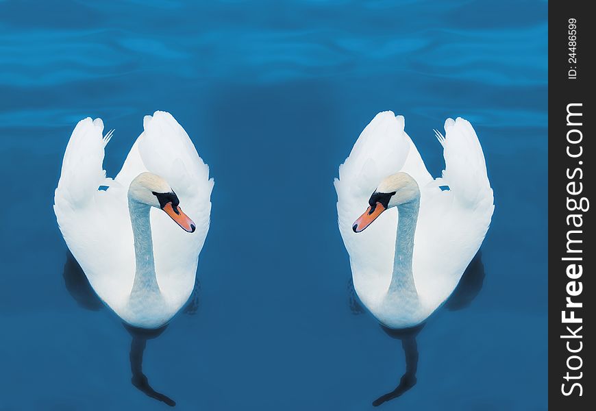 Elegant white swans swimming in blue waters. Elegant white swans swimming in blue waters