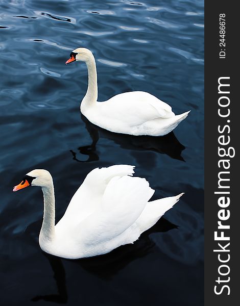 Elegant white swans swimming in blue waters. Elegant white swans swimming in blue waters