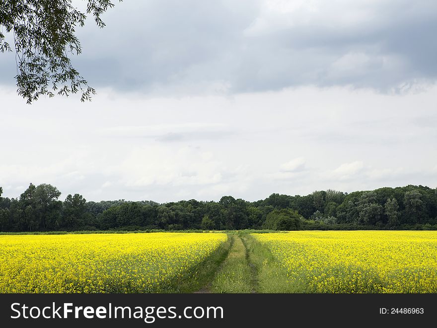 Beautiful Summer Landscape