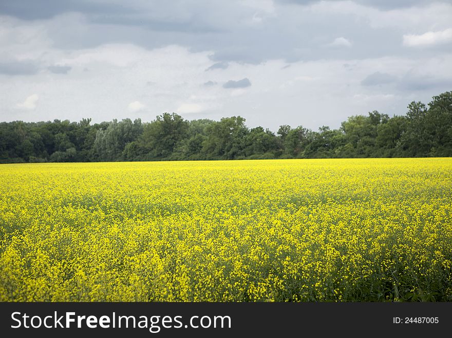 Beautiful summer natural horizontal landscape. Beautiful summer natural horizontal landscape