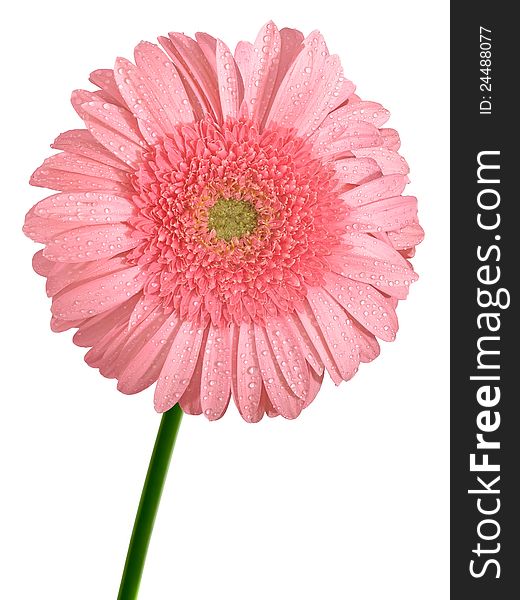 Pink Gerbera flower closeup isolated front view