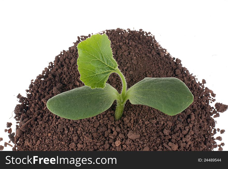 Small pumpkin seedlings in soil. Small pumpkin seedlings in soil