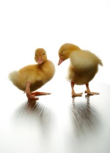 Ducklings Royalty Free Stock Photo Ducklings Royalty Free Stock Photo
