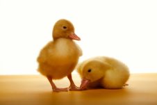 Ducklings Royalty Free Stock Photography