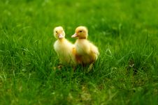 Small Ducklings Outdoor On Green Grass Royalty Free Stock Photos Small Ducklings Outdoor On Green Grass Royalty Free Stock Photos
