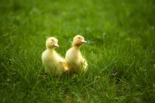 Small Ducklings Outdoor On Green Grass Royalty Free Stock Image Small Ducklings Outdoor On Green Grass Royalty Free Stock Image