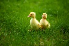 Small Ducklings Outdoor On Green Grass Stock Image Small Ducklings Outdoor On Green Grass Stock Image