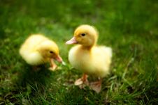 Small Ducklings Outdoor On Green Grass Stock Photography Small Ducklings Outdoor On Green Grass Stock Photography