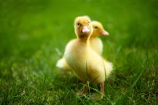 Small Ducklings Outdoor On Green Grass Stock Image