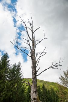 Lonely Dried Tree In A Green Forest Royalty Free Stock Photo Lonely Dried Tree In A Green Forest Royalty Free Stock Photo