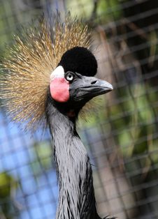 Crowned Crane Stock Images