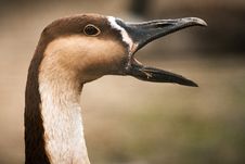 Goose Royalty Free Stock Photography