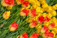 Orange And Yellow Tulips Royalty Free Stock Photos Orange And Yellow Tulips Royalty Free Stock Photos