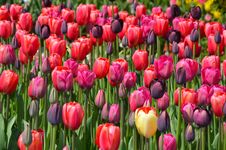 Pink And Purple Tulips Stock Images