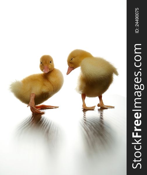 Two yellow ducklings who are represented on a light background
