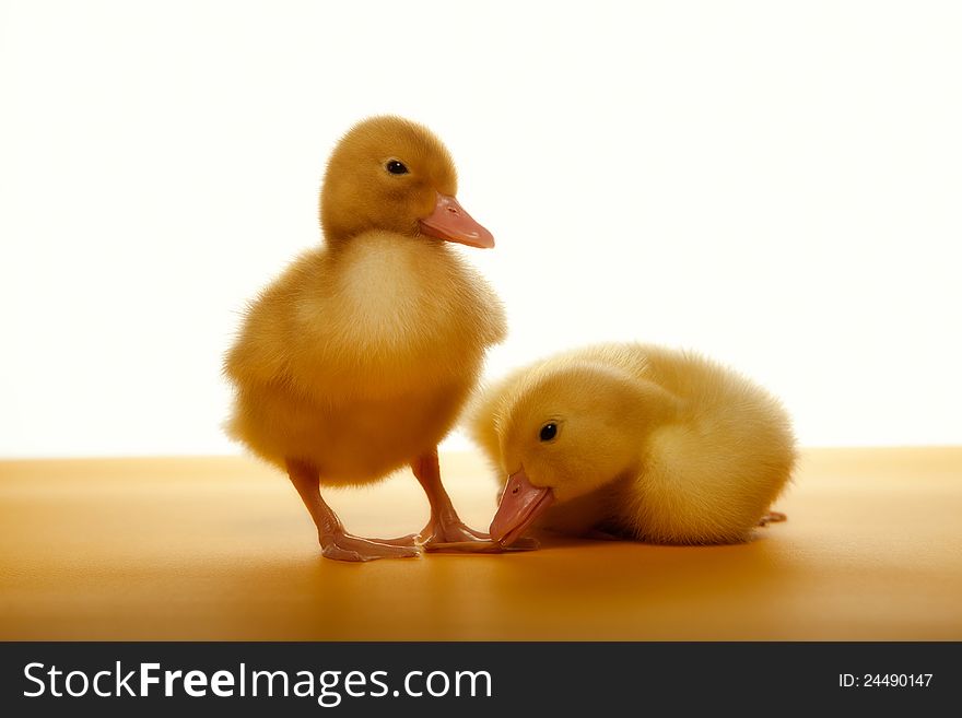 Two yellow ducklings who are represented by yellow and white