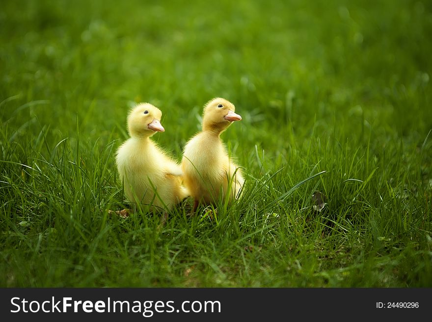 Small ducklings outdoor on green grass