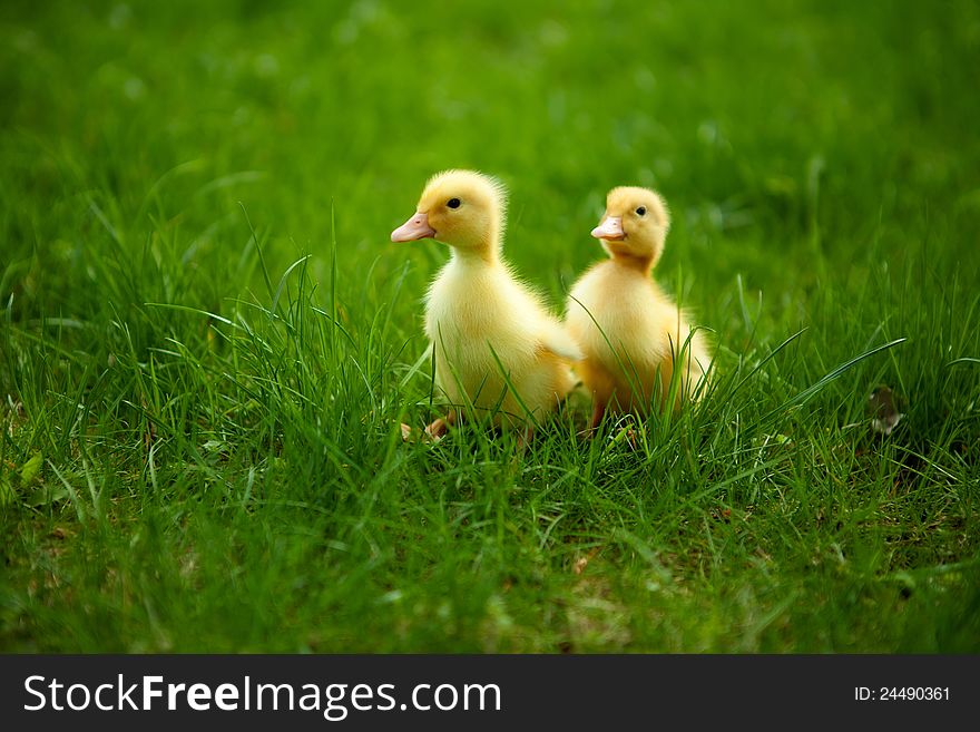 Small ducklings outdoor on green grass