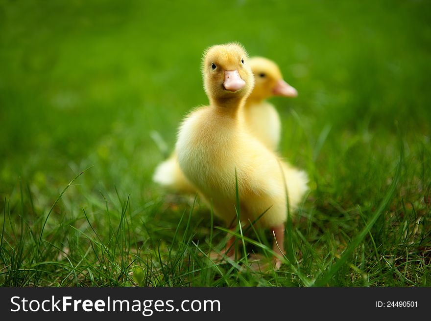 Small Ducklings Outdoor On Green Grass