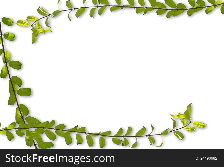 Green leaf frame on isolated white