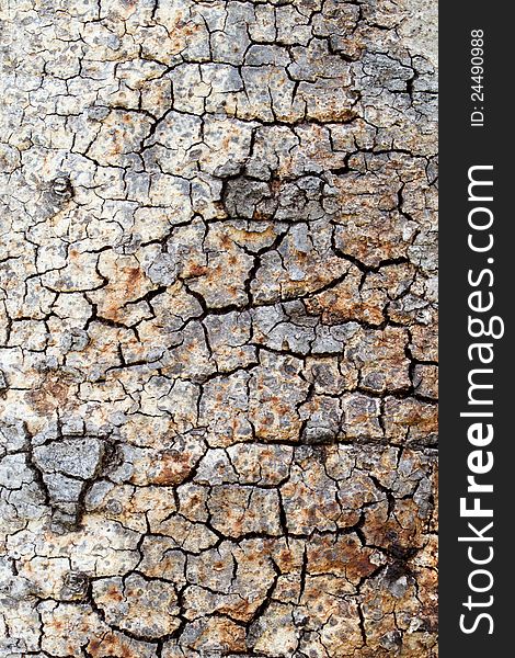 Tree Bark Background