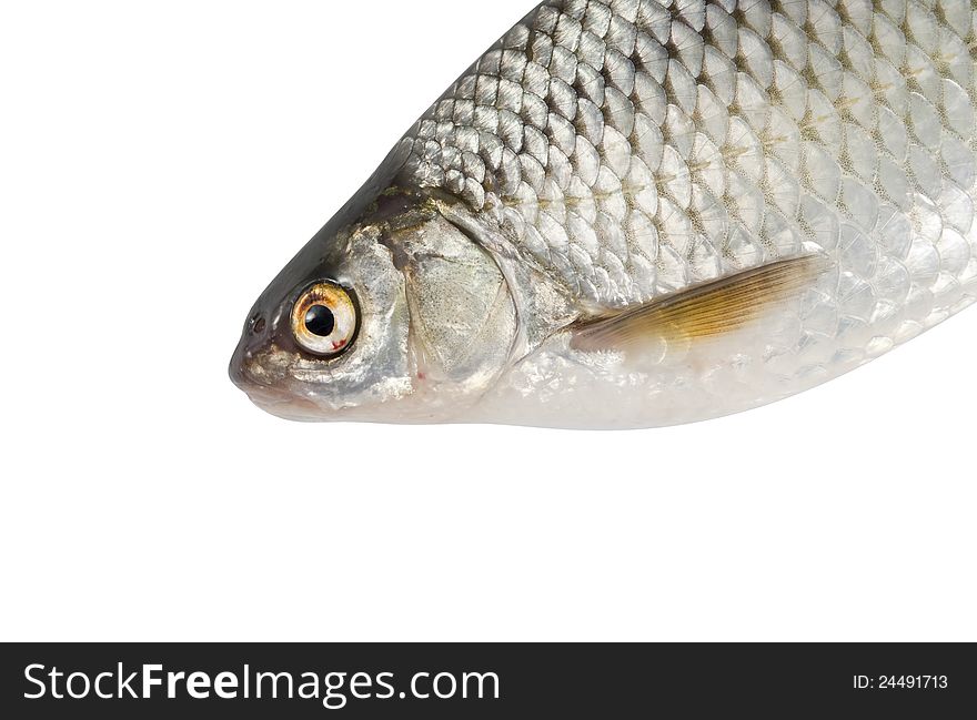 River fish, roach on white isolated background. River fish, roach on white isolated background