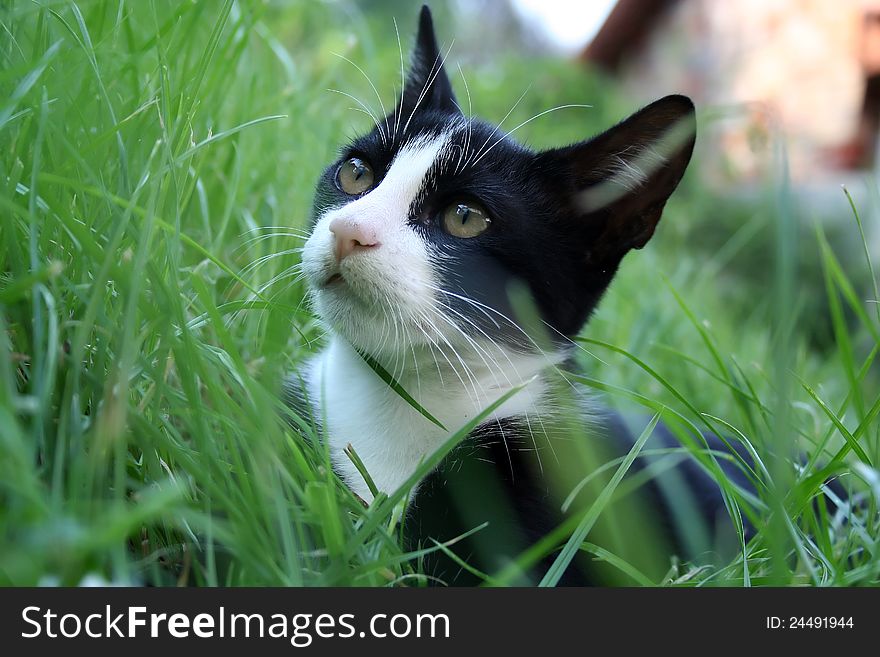 Black and white cat is hunting in green grass. Black and white cat is hunting in green grass.