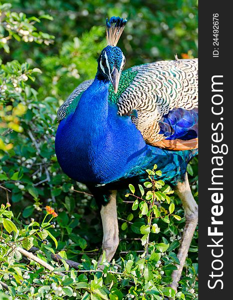 Wild peacock in Yala National Park (Sri Lanka). Wild peacock in Yala National Park (Sri Lanka)