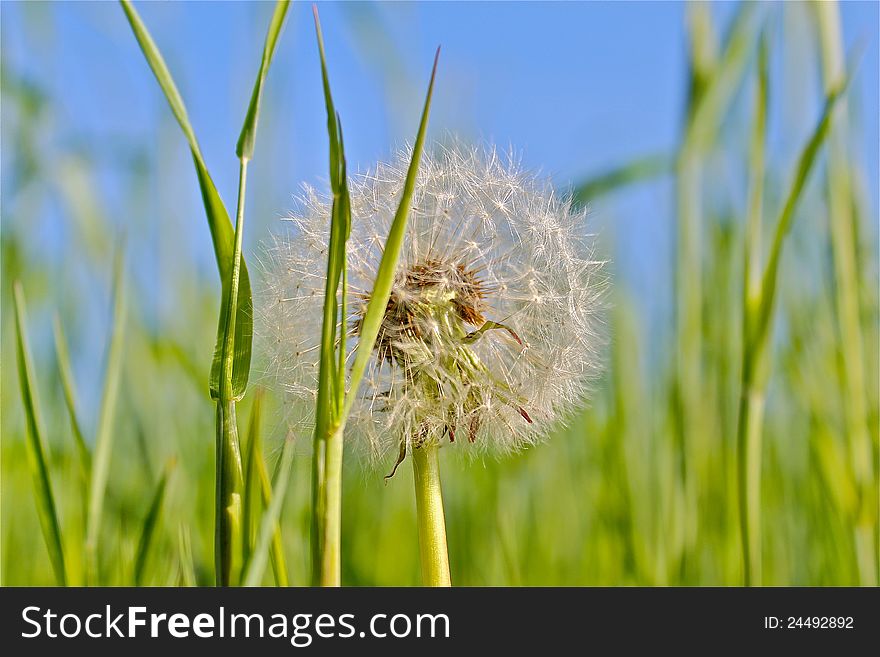 Dandelion against green grass and blue sky. Dandelion against green grass and blue sky