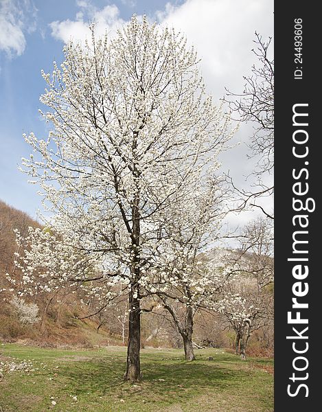 Lonely Blossom Tree In A Sprind Sunny Day