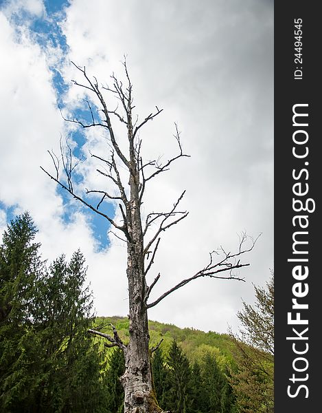 Lonely dried tree in a green forest