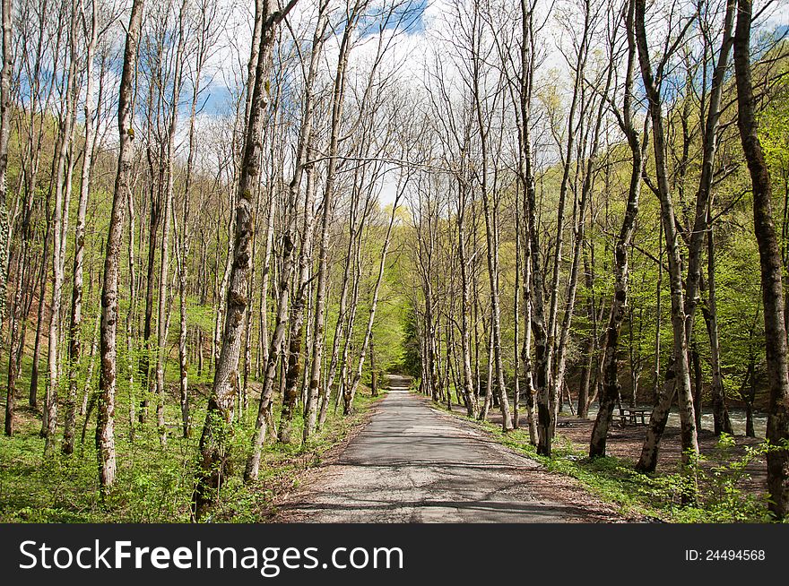 Small Road Passing Through Beautiful Forest
