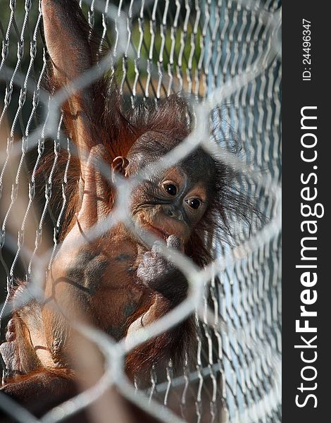 Young Orang Hanging On Enclosure Fence. Young Orang Hanging On Enclosure Fence