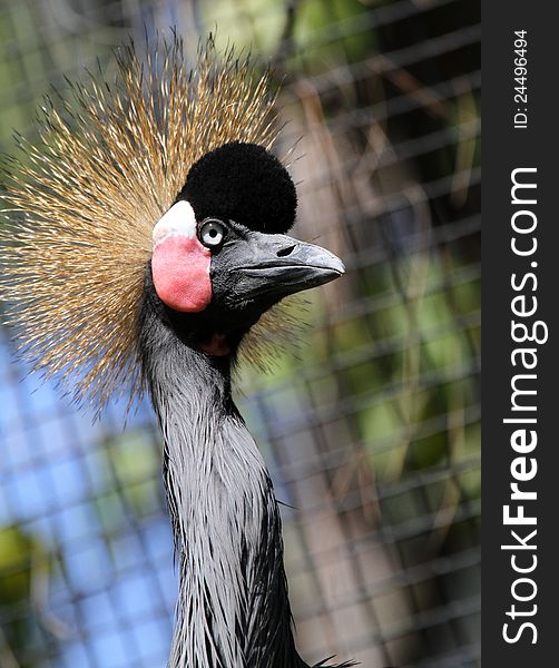 Close Up Head Detail Of African Crowned Crane With Crosshatched Background