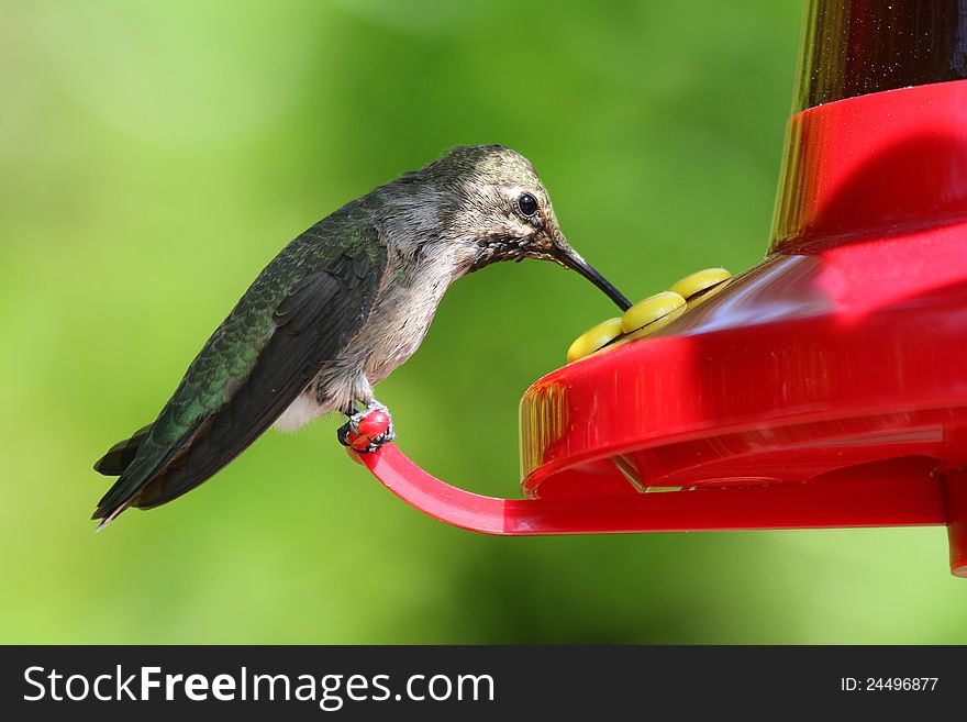 Gray breasted Sabrewing Humming Bird Drinking From Bird Feeder. Gray breasted Sabrewing Humming Bird Drinking From Bird Feeder