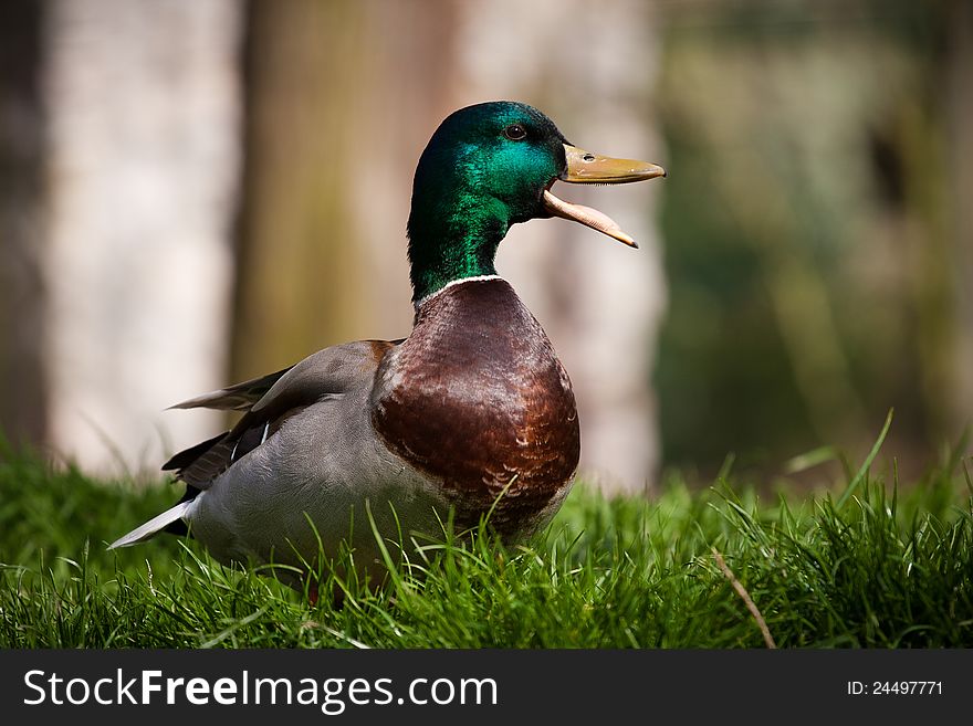 Mallard in the beautiful light and green grass.