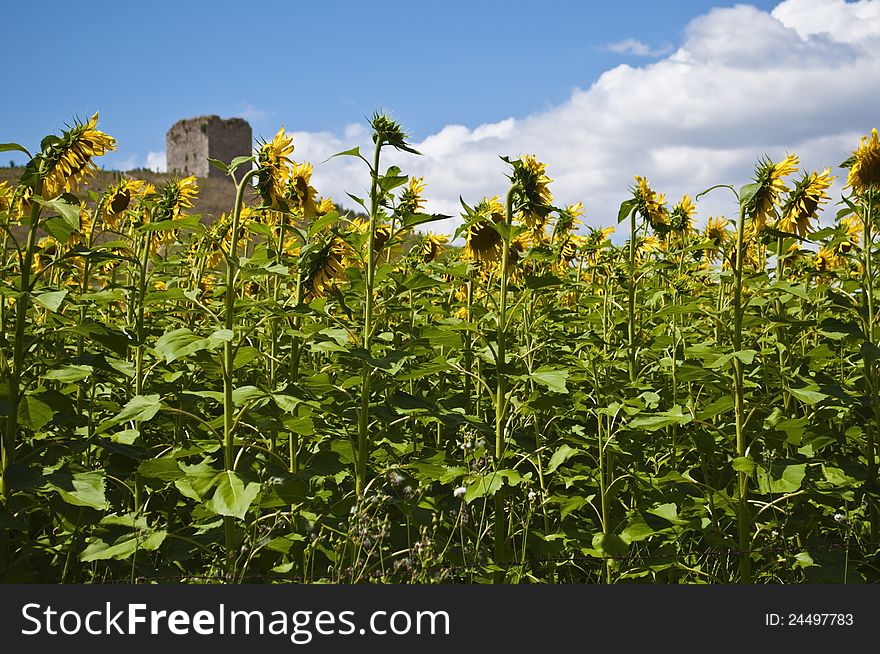 sunflower field with skya and tower in the background. sunflower field with skya and tower in the background
