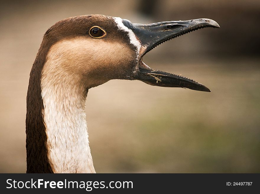 Goose is very interesting bird.