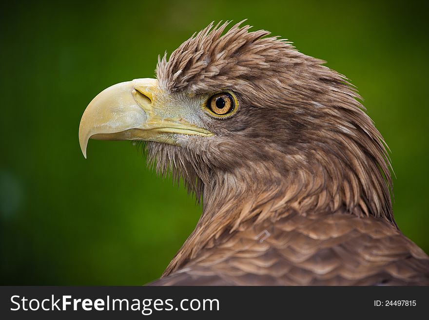 Eastern eagle is very important bird.
