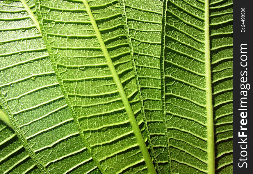 Green plumeria leaves with water drops on it. Green plumeria leaves with water drops on it