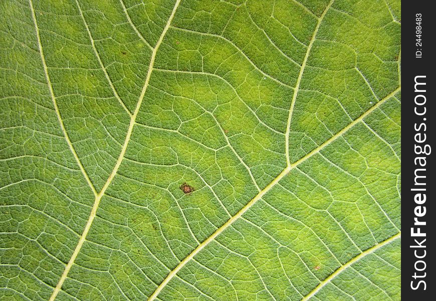 Green leaves